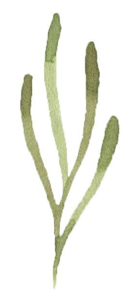 手绘植物花卉