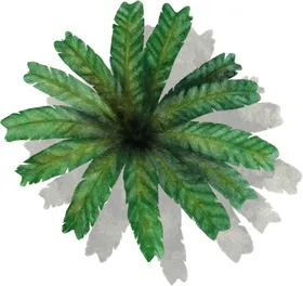 手绘植物