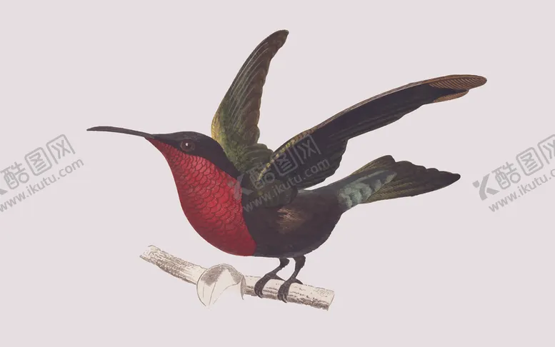 编号：79374706190440205696【酷图网】源文件下载-鸟类插画