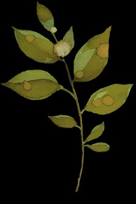 小清新水彩植物树枝