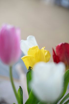 郁金香花卉绽放摄影