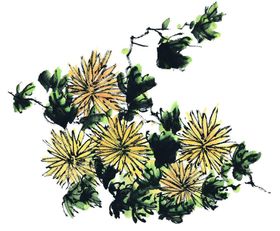 菊花
