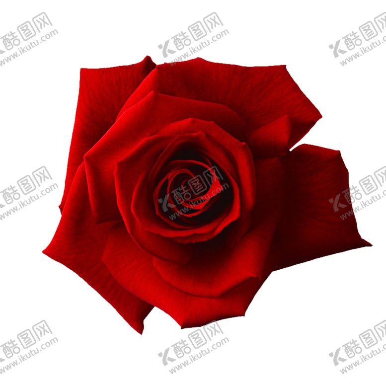 编号：48317309141048465824【酷图网】源文件下载-玫瑰