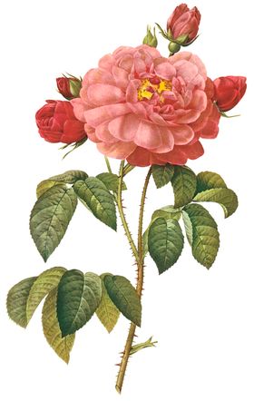 植物花卉油画装饰画素材喷绘素材打印水果