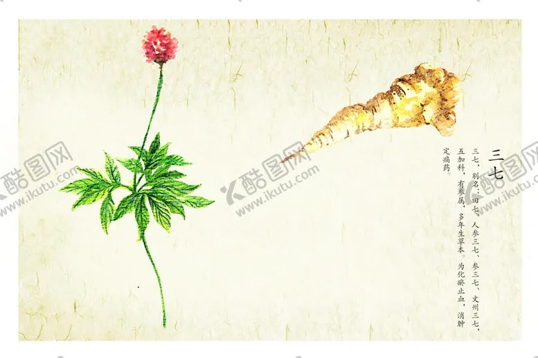 编号：71011802260310565687【酷图网】源文件下载-药材图谱