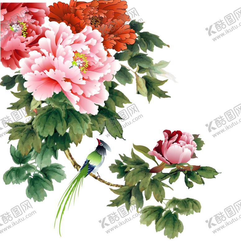 编号：96656006260909214341【酷图网】源文件下载-牡丹花