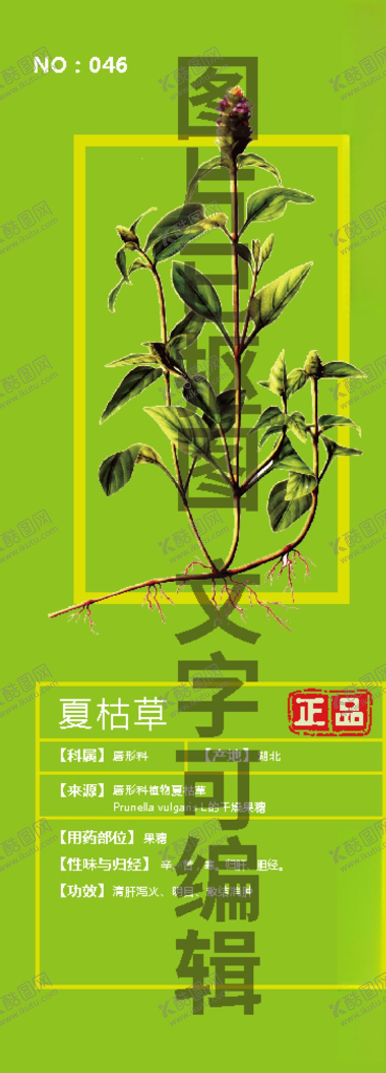 编号：40765404290551405524【酷图网】源文件下载-夏枯草