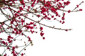 梅花免扣元素