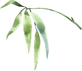 手绘竹叶