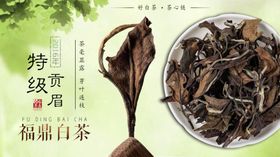 福鼎老白茶