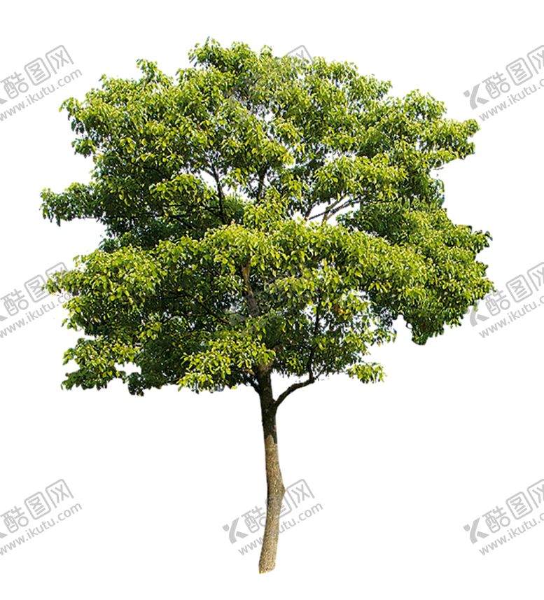 编号：88210110082243222580【酷图网】源文件下载-绿色装饰