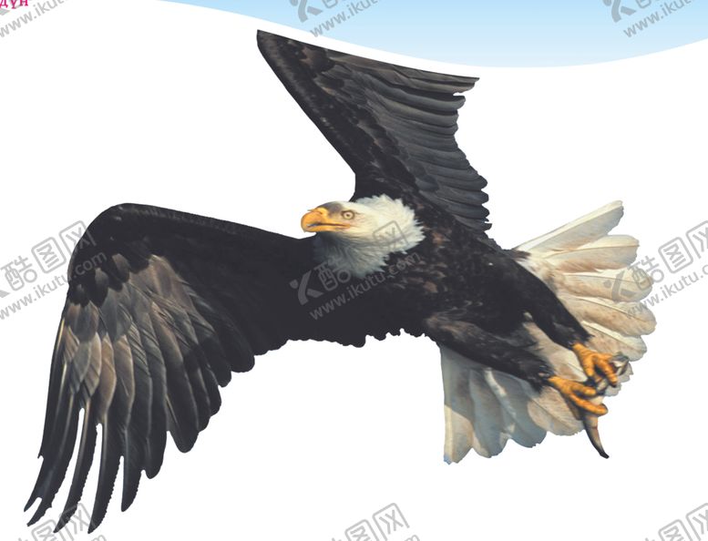 编号：57013309291047094184【酷图网】源文件下载-老鹰