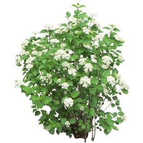 植物