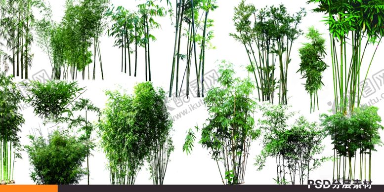 编号：98788603310817373799【酷图网】源文件下载-竹子素材