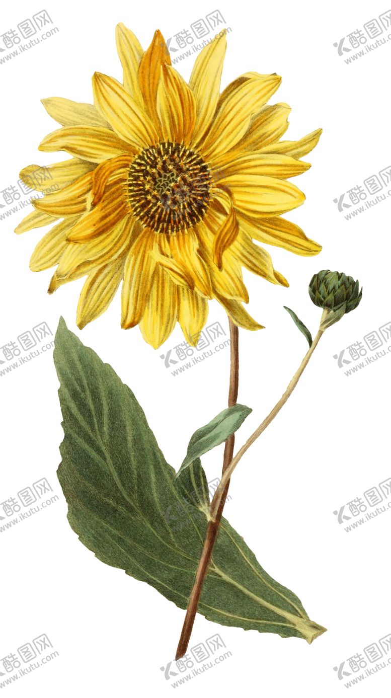 编号：98648607090047419570【酷图网】源文件下载-复古鲜花植物装饰图案