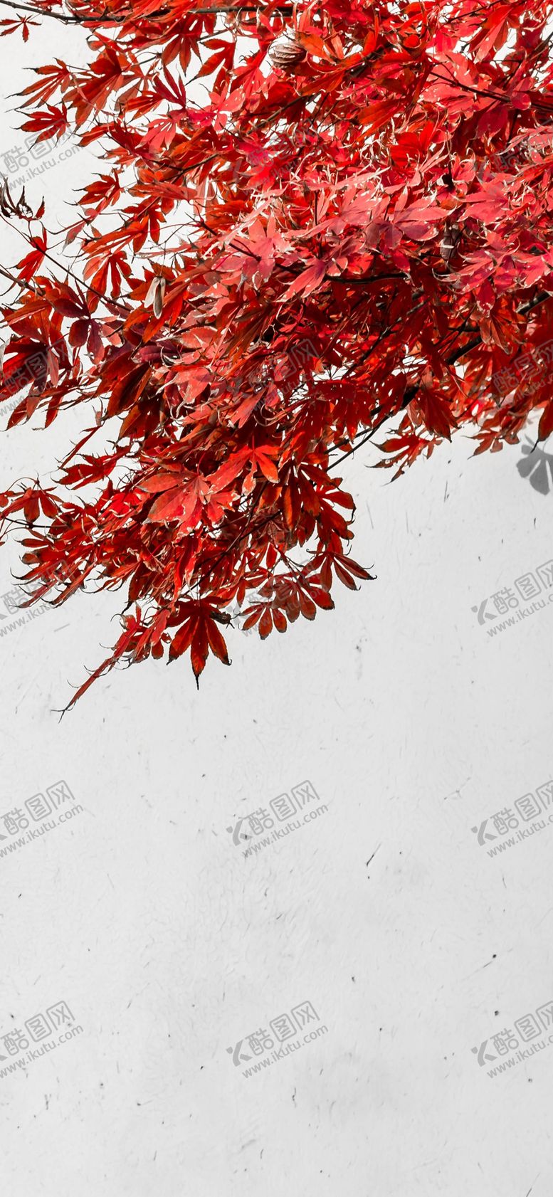 编号：92729010170753432046【酷图网】源文件下载-手机壁纸