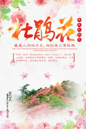 杜鹃花海报