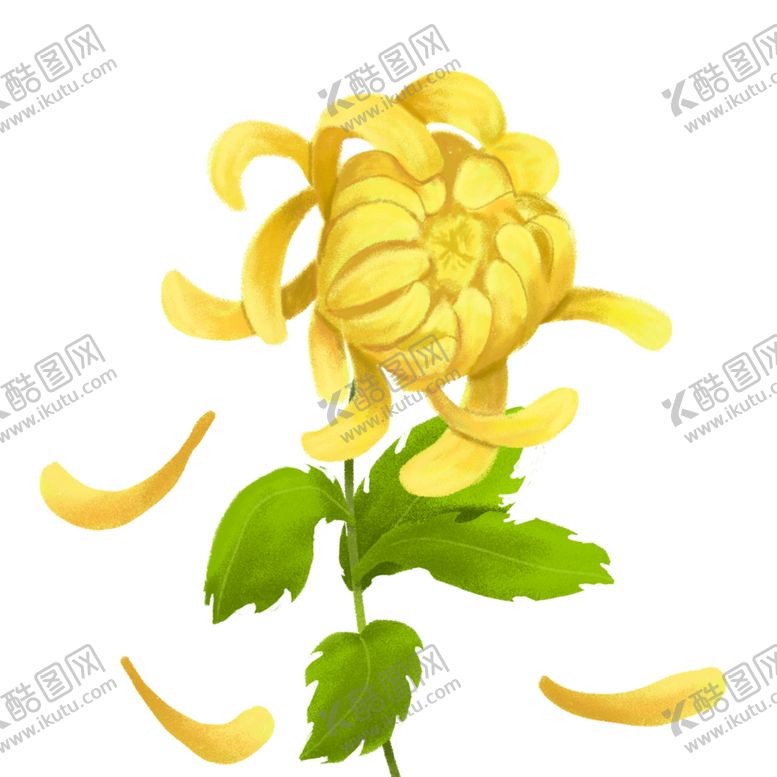 编号：48072007080505288913【酷图网】源文件下载-菊花素材