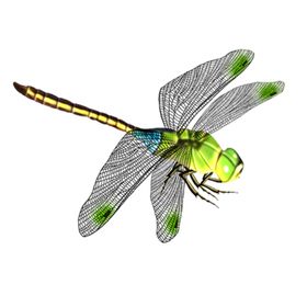蜻蜓