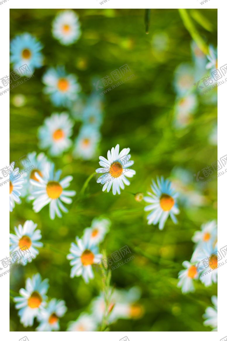 编号：59272710042321589915【酷图网】源文件下载-植物装饰画