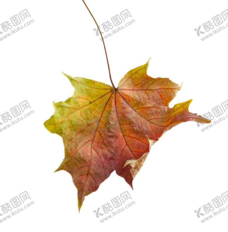 编号：83416910011744037973【酷图网】源文件下载-枫叶