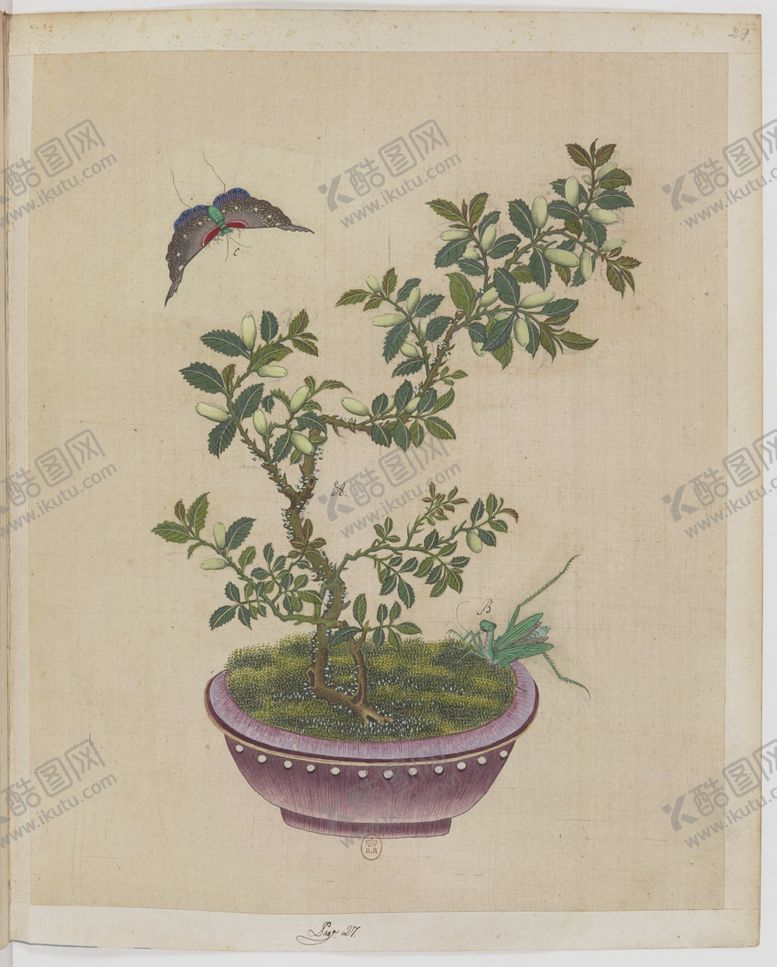 编号：72462004212229479296【酷图网】源文件下载-盆景花鸟