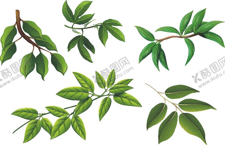 编号：84869309280932112317【酷图网】源文件下载-卡通树叶
