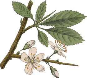 花草插画