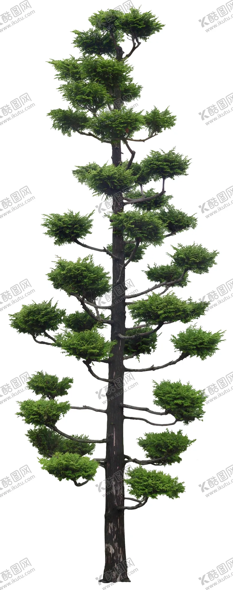 编号：60189407010405185067【酷图网】源文件下载-园林植物
