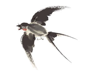燕子素材