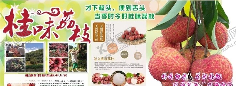 编号：19489109111701423474【酷图网】源文件下载-桂味荔枝