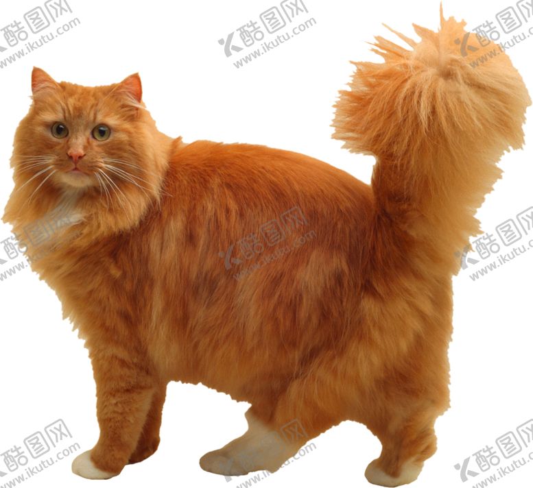 编号：73768210101506024683【酷图网】源文件下载-可爱动物猫咪