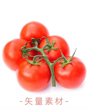 番茄西红柿