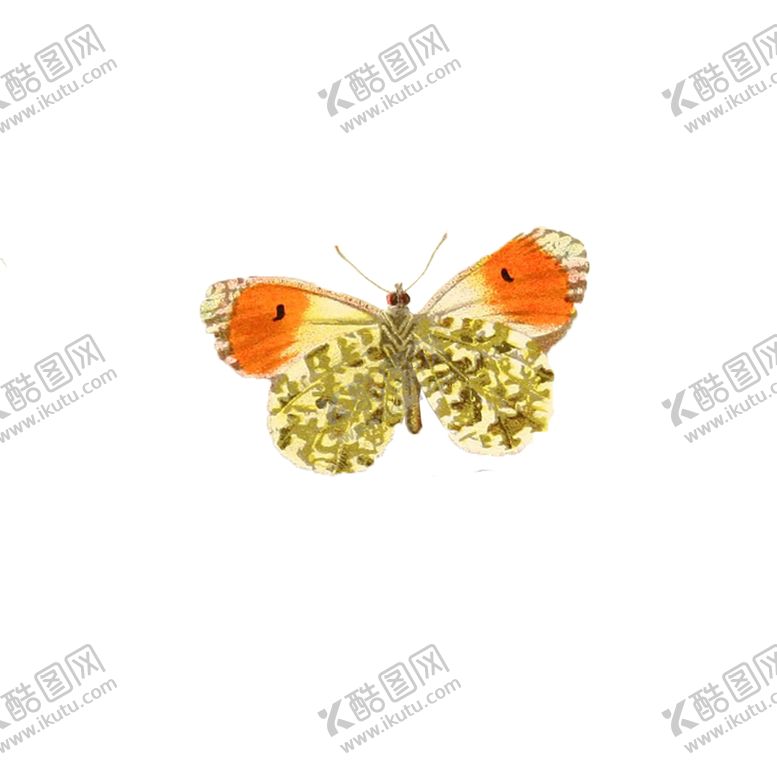 编号：81729206250742059330【酷图网】源文件下载-透明免扣蝴蝶