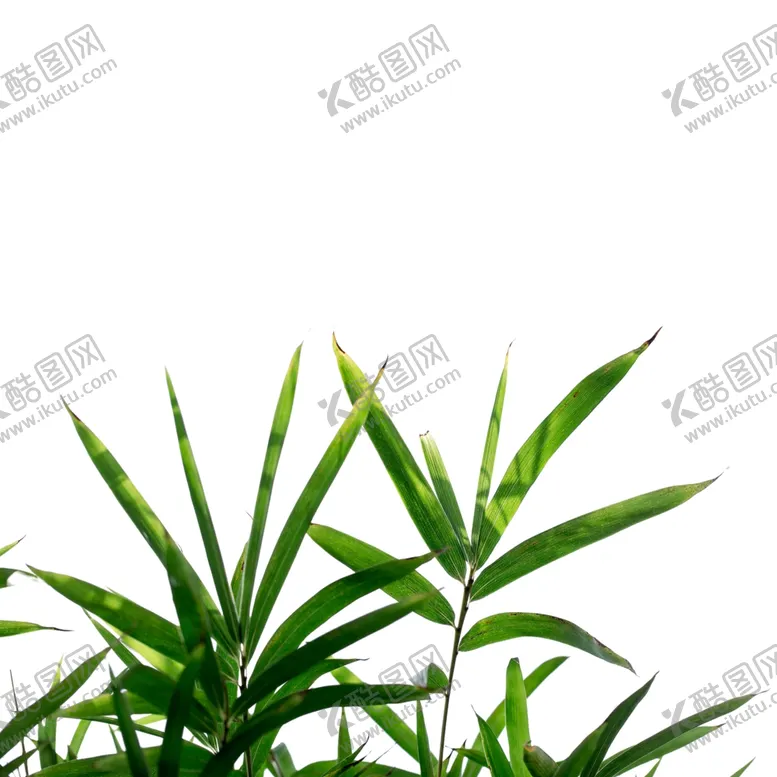 编号：80107101250453139733【酷图网】源文件下载-竹子素材
