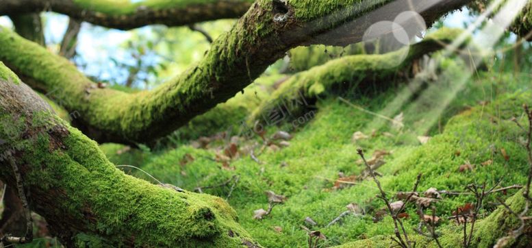 编号：53604810300812064426【酷图网】源文件下载-春天海报