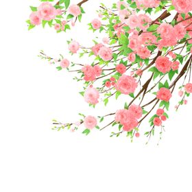插画蔷薇花朵元素