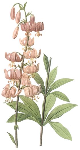 植物花卉油画装饰画