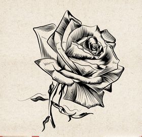 矢量动物矢量植物插画手绘