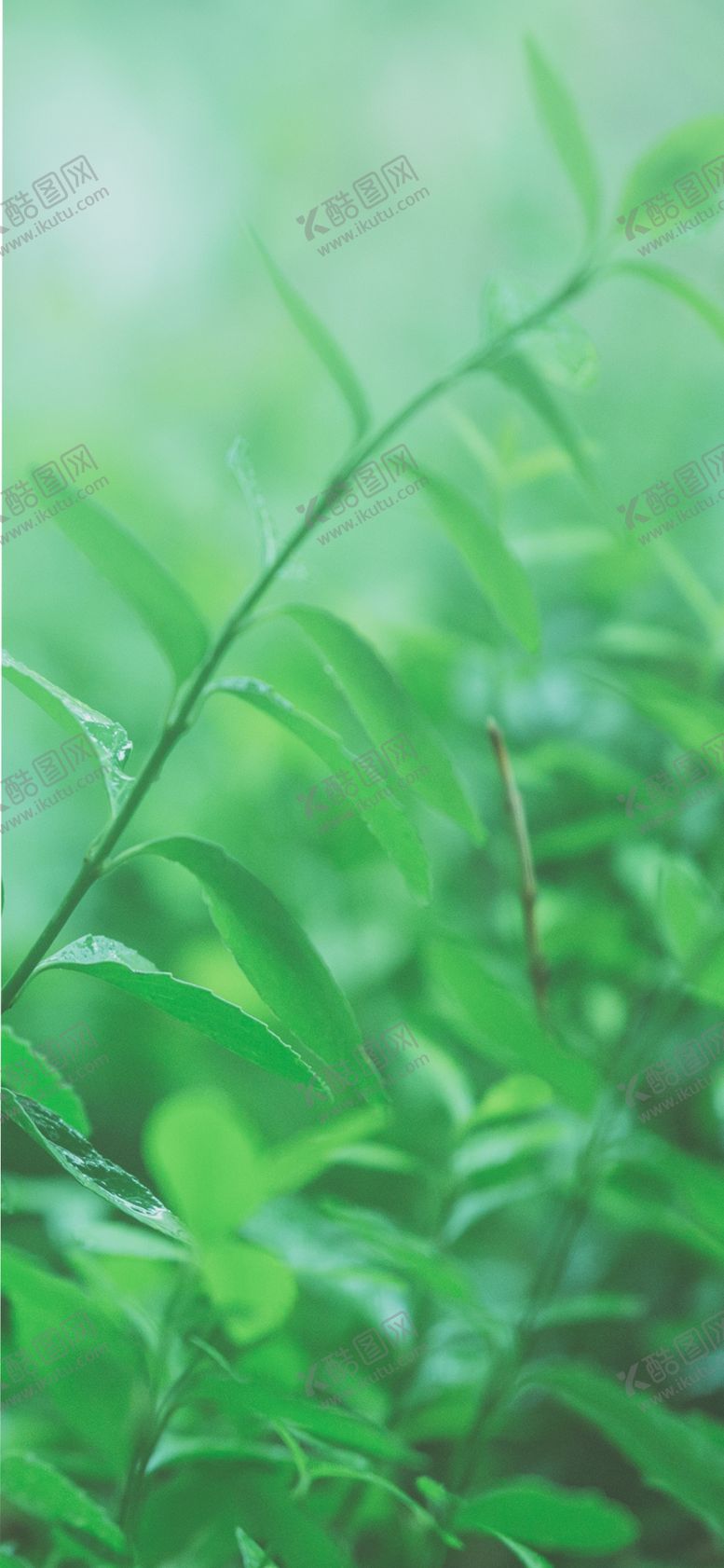 编号：50733910121445041153【酷图网】源文件下载-手机壁纸