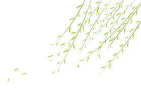 柳条柳枝