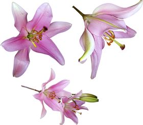 百合