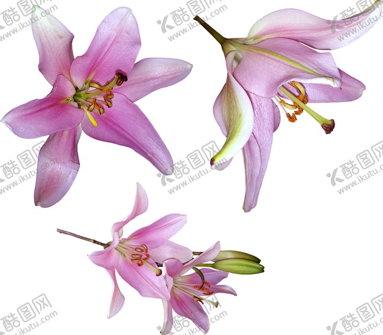 编号：45629309250448554966【酷图网】源文件下载-百合