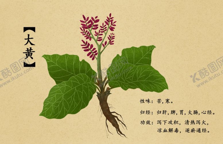 编号：58111712151009179204【酷图网】源文件下载-药材图谱