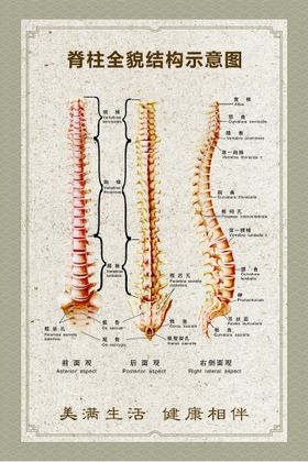 脊柱全貌示意图