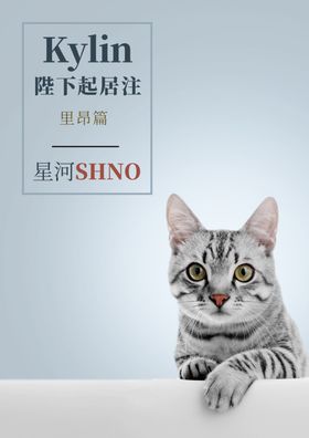 立秋猫咪海报