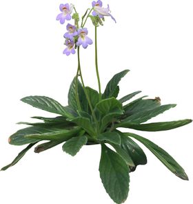 低矮花卉