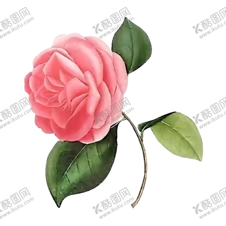 编号：52544505062234157093【酷图网】源文件下载-花卉素材