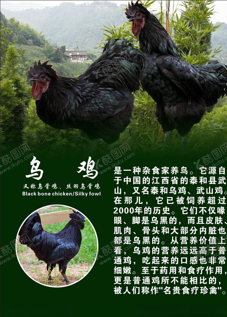 编号：40125307051836234007【酷图网】源文件下载-土鸡专卖