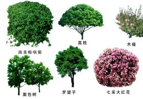 绿色装饰元素